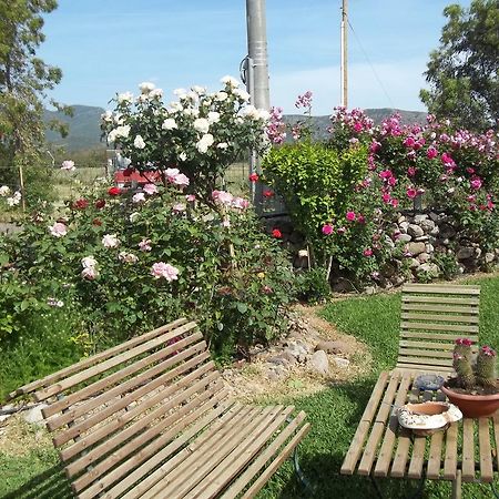 Il Vecchioliveto Di Ornella Bed & Breakfast Marrùbiu Rom bilde