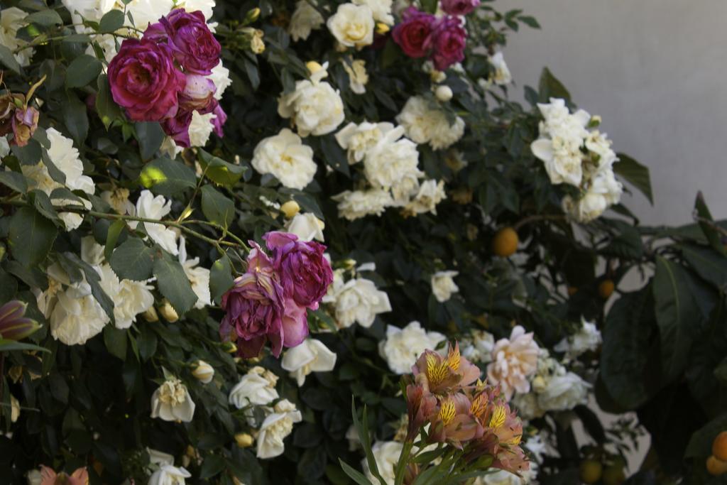 Il Vecchioliveto Di Ornella Bed & Breakfast Marrùbiu Eksteriør bilde