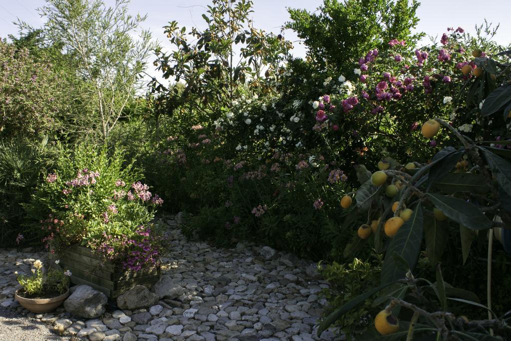 Il Vecchioliveto Di Ornella Bed & Breakfast Marrùbiu Eksteriør bilde